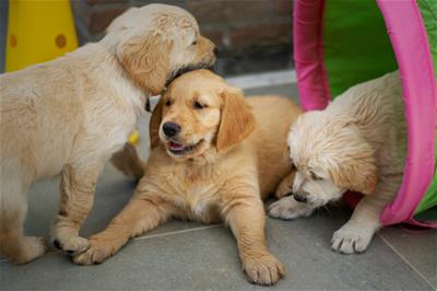 Three light-haired puppies play together