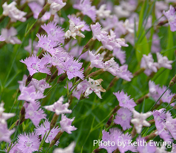 A photo of purple flowers in bloom by Keith Ewing